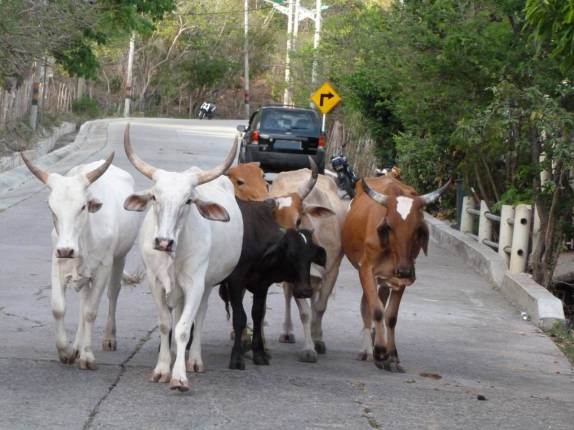 Trânsito nas estradas de Providencia, ilha colombiana no mar do Caribe